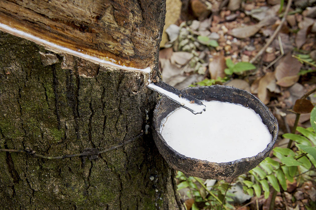 天然乳膠床墊製造的第一步，從橡膠樹上採集膠乳