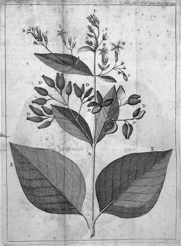 維基百科上金雞納的圖繪。從金雞納樹提煉出奎寧是治療虐疾的重大發現。這也是 Charles Marie de la Condamine 的成就之一。