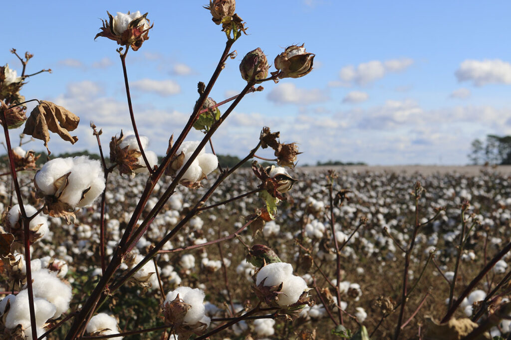 棉花是天然纖維中用量最大的一種，但因為病蟲害，促使科學家研究合成纖維。