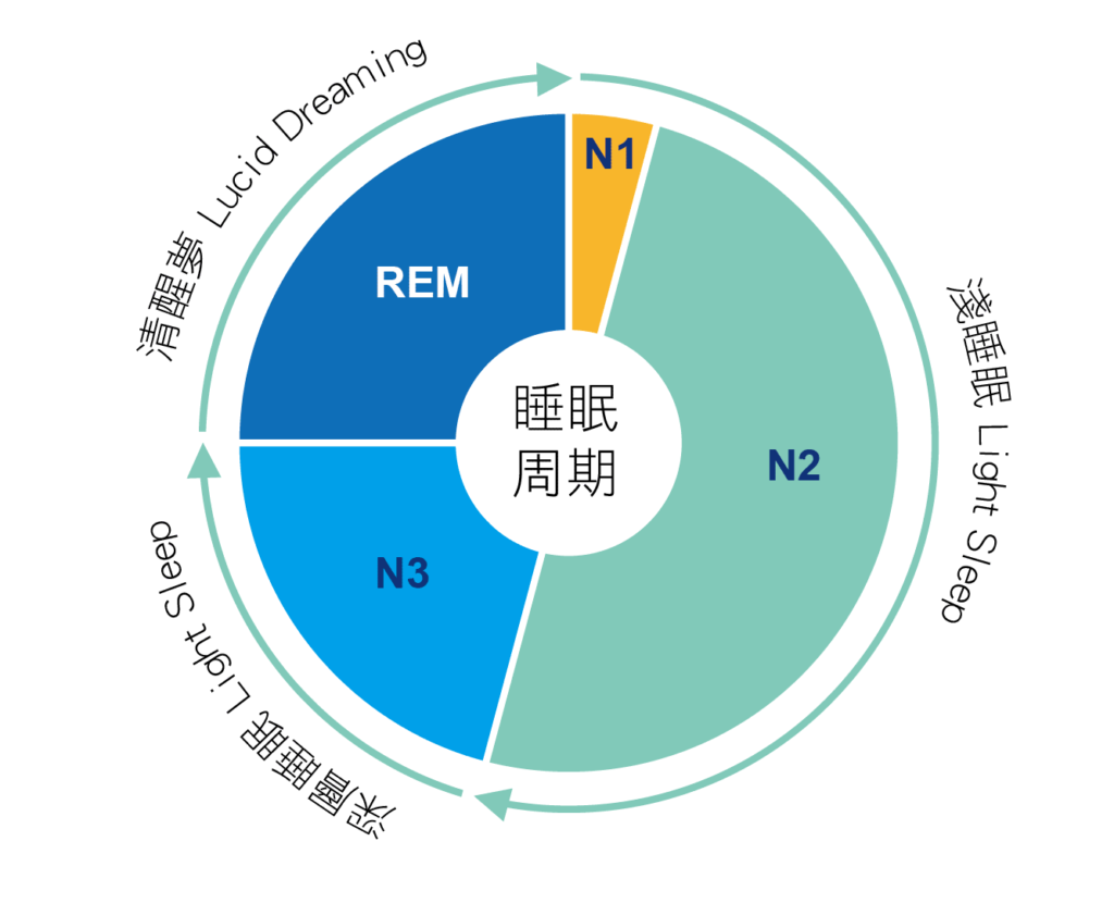 睡眠周期有淺睡眠、深層睡眠(深度睡眠)以及清醒夢。清醒夢最常發生在快速動眼期(REM)睡眠期間。