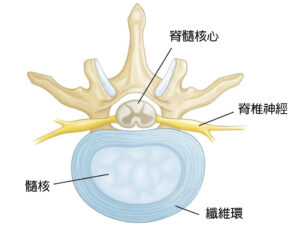 椎間盤 intervertebral disk