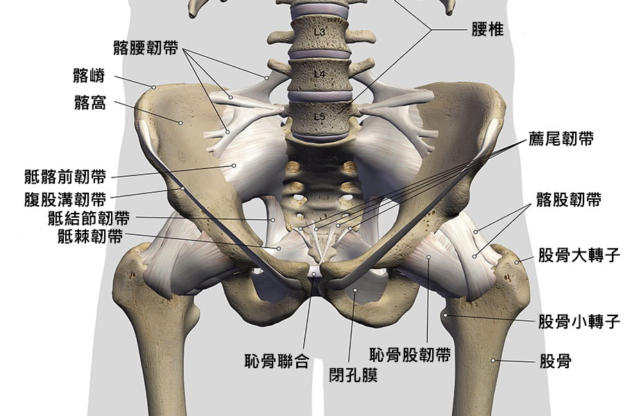 人體腰椎與薦椎周遭正面圖。圖中標示了腰椎、大轉子等。