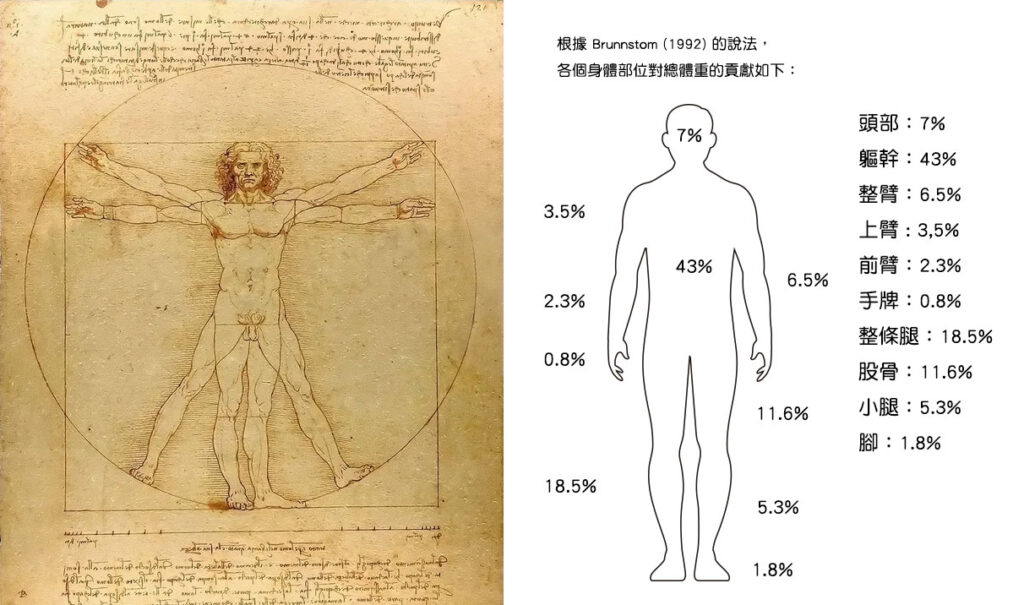 人體體重分佈比例weight-of-body-segment