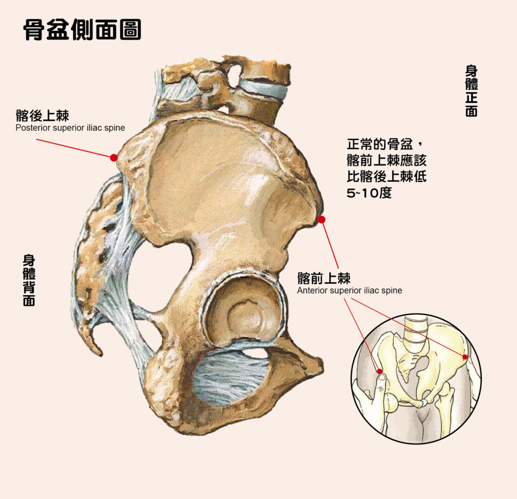 骨盆側面圖與骨盆前傾、骨盆後移。