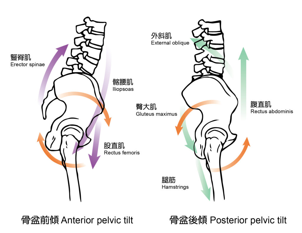 從力學觀察骨盆前傾與骨盆後移的肌肉變化