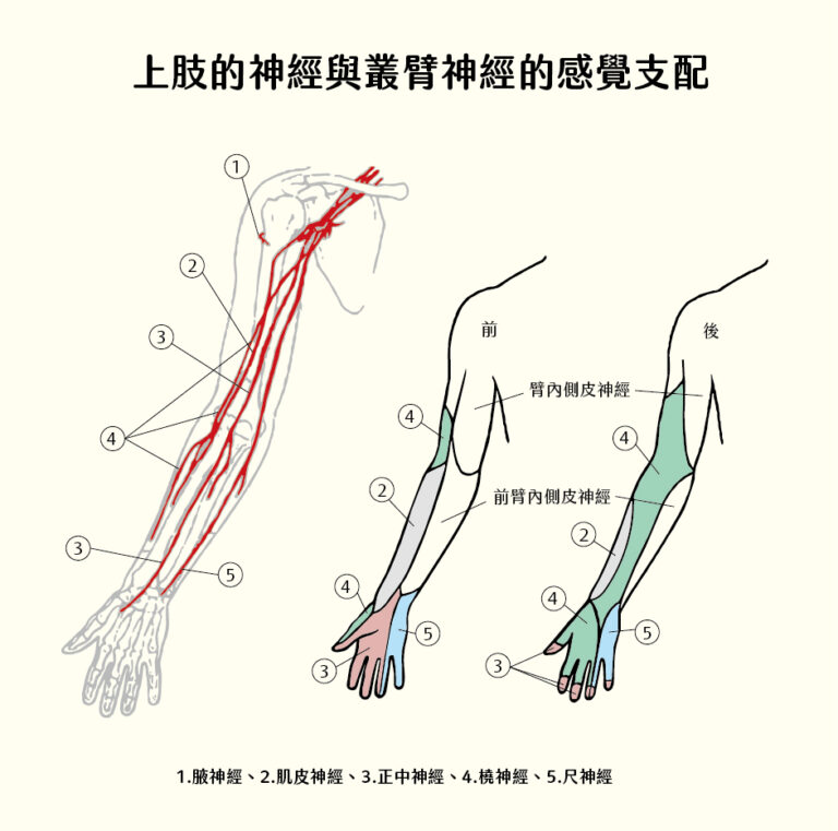 手麻!手麻原因有哪些?為甚麼睡覺手麻?手麻要看哪一科?如何舒緩手麻 - 班尼斯睡眠健康家
