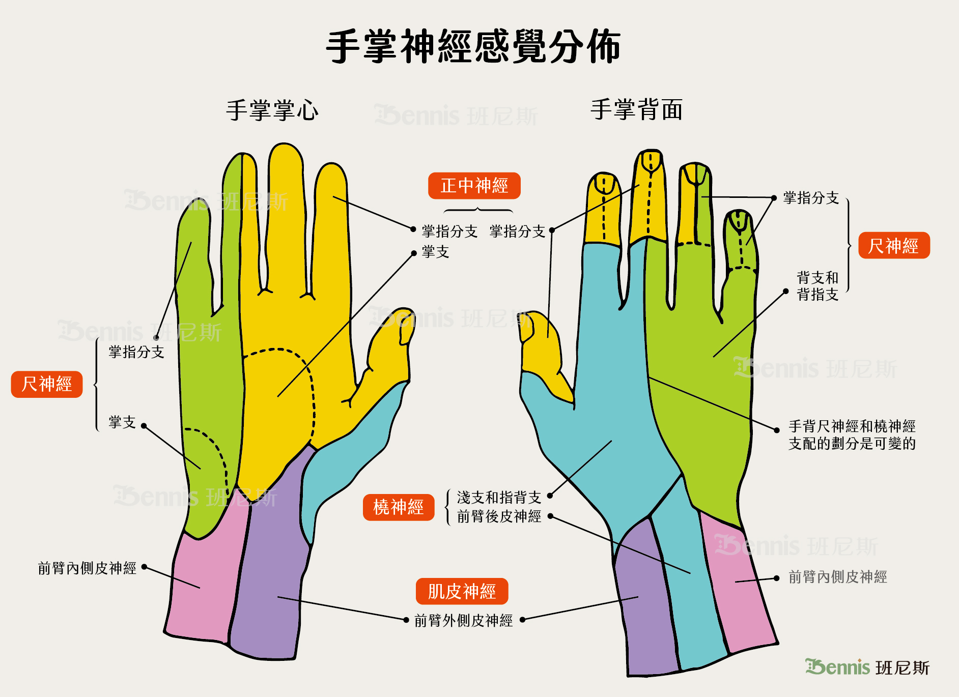 突然手麻原因?手指末梢麻、手指頭麻!如何分辨手麻?認識8類有手麻症狀的疾病 - 班尼斯睡眠健康家