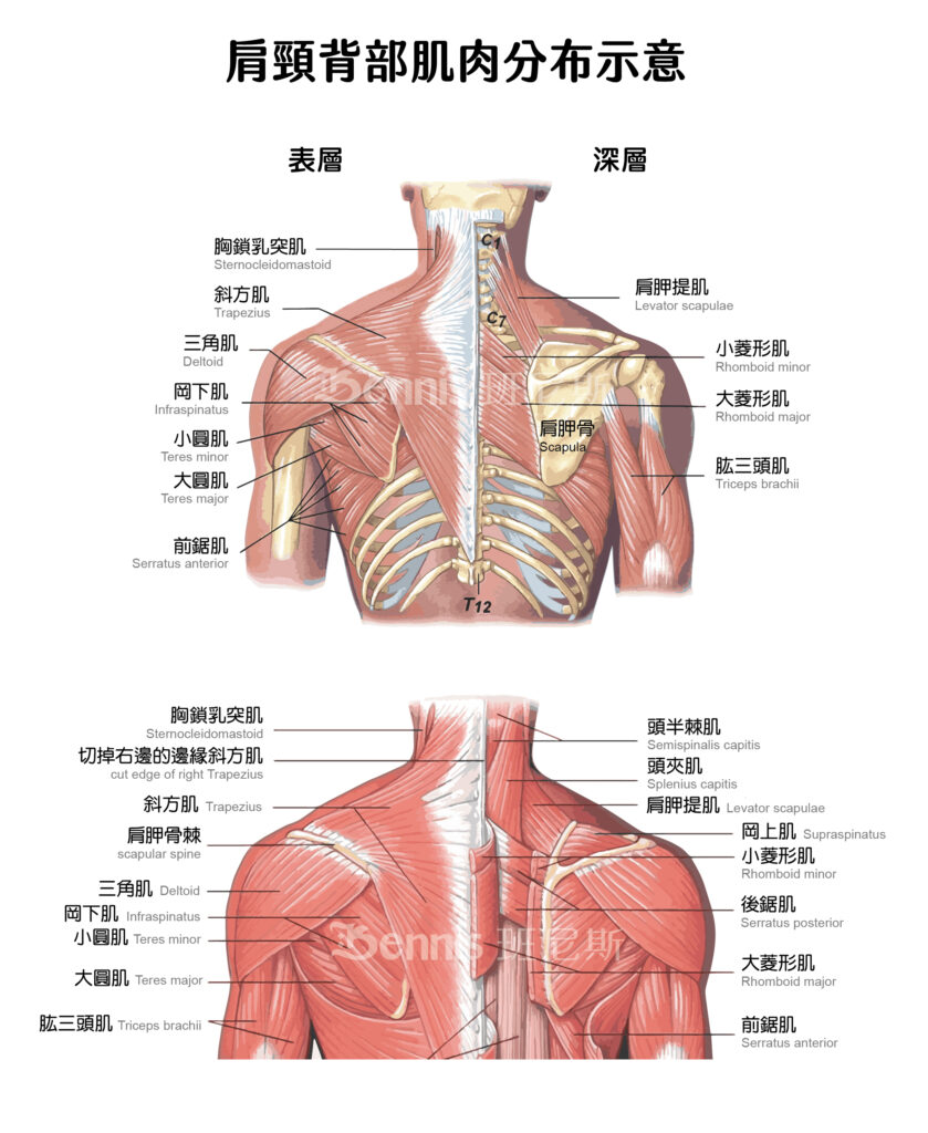 肩膀、脖子、上背部肌肉分布。肩頸痠痛牽涉肌肉位置。
