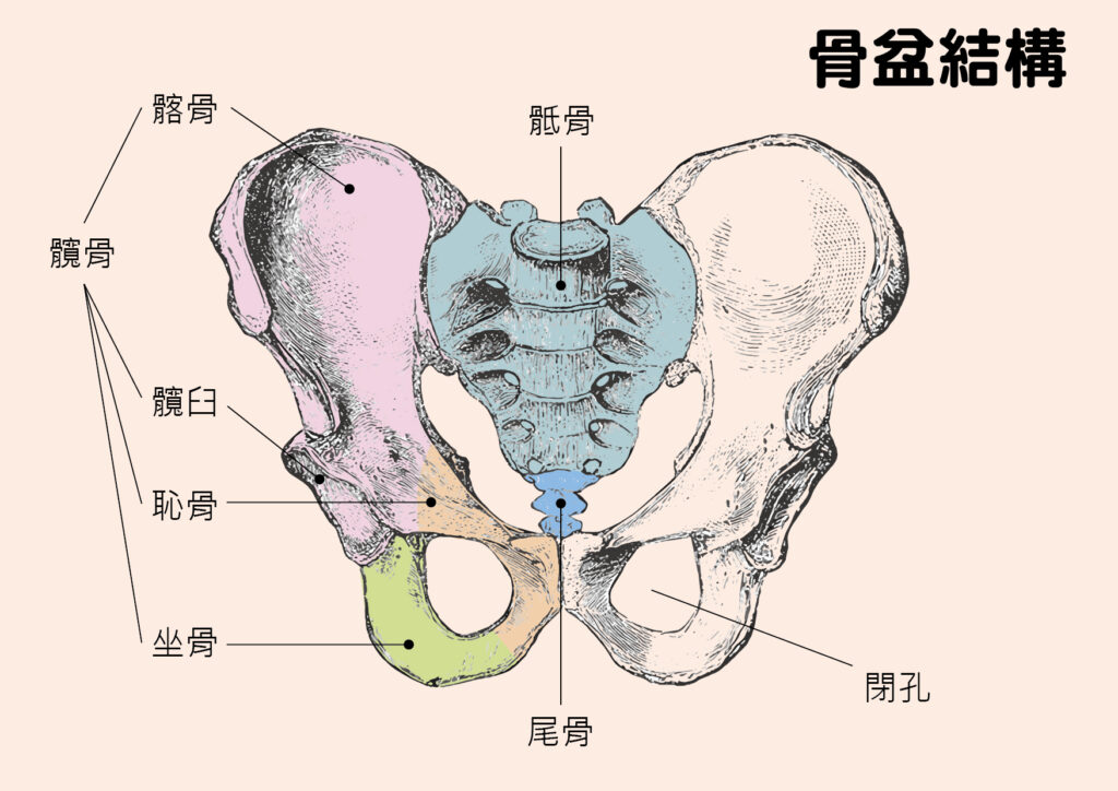 骨盆結構正面圖包括左髖骨、右髖骨、骶骨及尾骨。髖骨：由恥骨、坐骨，及髂骨癒合而成。