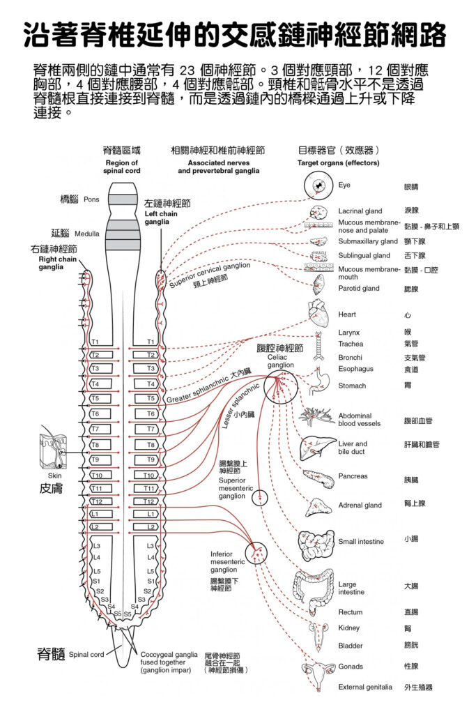 人體脊椎連結大腦，穿過許多神經，各自負責不同肌肉、器官，因此某些器官病變有可能因為神經交會，讓大腦誤判，產生牽涉痛