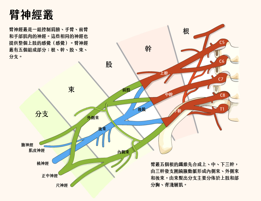 認識手部神經與手麻，臂神經叢結構圖