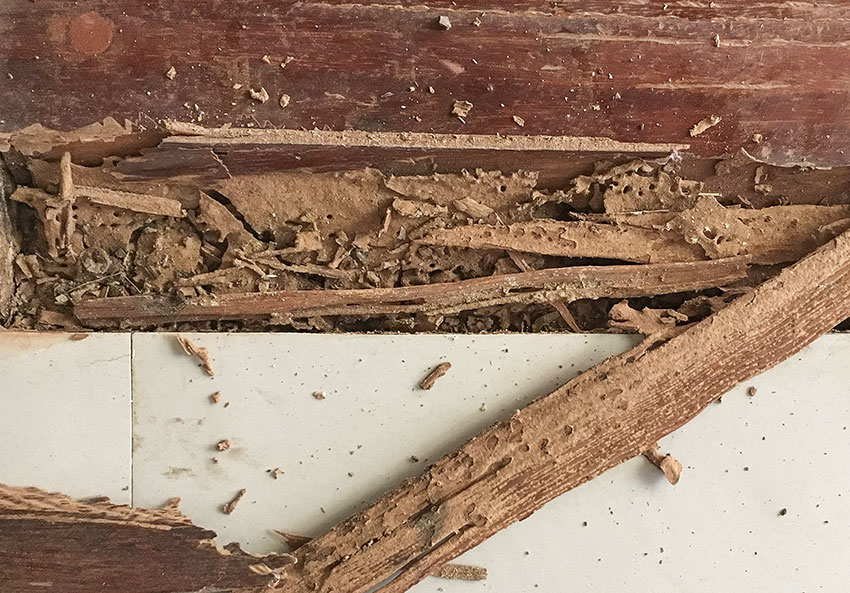 木製家具受到白蟻侵害