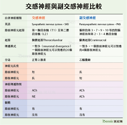 交感神經與副交感神經比較