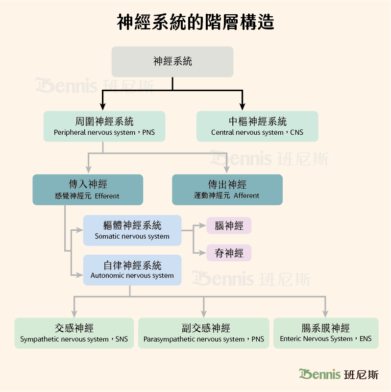 神經系統的階層構造。人體的神經由中樞神經、周圍神經構成。周圍神經系統再進一步可分為傳入神經與傳出神經，也就是感覺神經元和運動神經元。傳入神經又分成軀體神經和自律神經兩種。