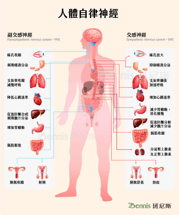 自律神經系統