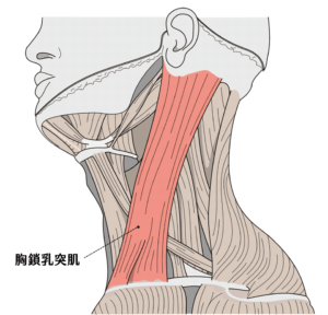 胸鎖乳突肌（sternocleidomastoid muscle，簡稱SCM）位在頸部兩側，從耳朵後方往前往下延伸，一部分連結在胸骨上，一部分連結在鎖骨上。單側胸鎖乳突肌收縮時，會帶來三種動作。往對側轉頭，例如當轉頭往左邊，代表右側的胸鎖乳突肌收縮。讓頸部往同側偏頭，讓耳朵更接近肩膀，右側的胸鎖乳突肌收縮可以讓右側耳朵靠近右側肩膀。伸直頸部，把下巴往上抬。
