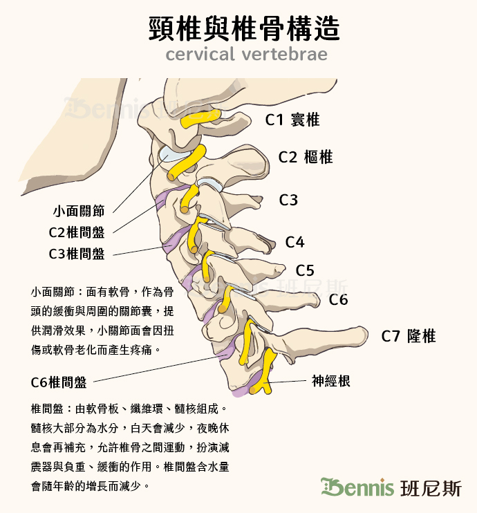 頸椎與椎骨構造