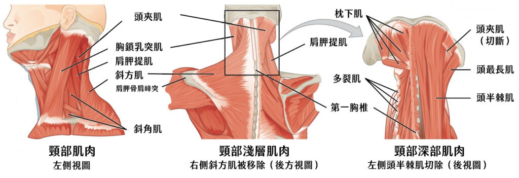 頸部肌肉：左側視角、淺層肌肉、深層肌肉、後視圖