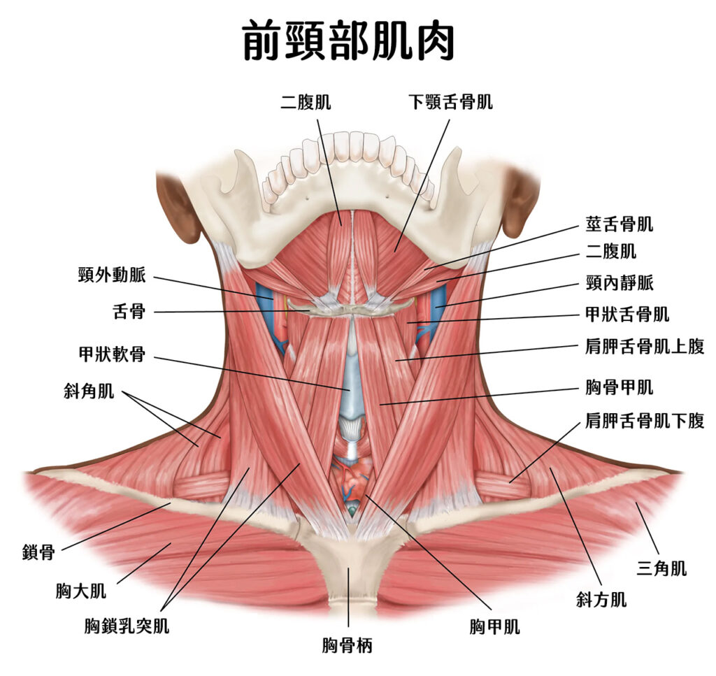 前頸部肌肉