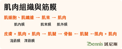 肌肉組織與筋膜：肌細胞由肌內膜包覆；肌束遊肌束膜、肌肉由肌外膜包覆。皮膚與肌肉油淺筋膜、肌肉與肌肉間有深筋膜。