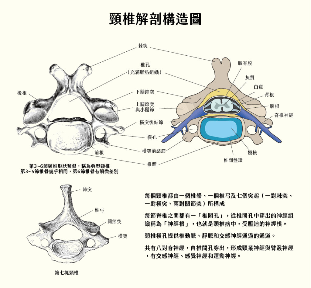 頸椎構造。每個頸椎都由一個椎體、一個椎弓及七個突起（一對棘突、一對橫突、兩對關節突）所構成每節脊椎之間都有一「椎間孔」，從椎間孔中穿出的神經組織稱為「神經根」，也就是頸椎病中，受壓迫的神經根。頸椎橫孔提供椎動脈、靜脈和交感神經通過的通道共有八對脊神經，自椎間孔穿出，形成頸叢神經與臂叢神經，有交感神經、感覺神經和運動神經。