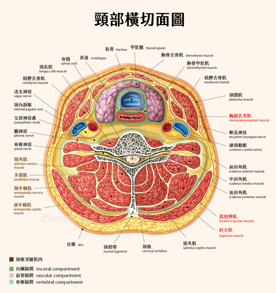 頸部橫切面：脊椎隔間、內臟隔間、血管隔間、頸總動脈、頸內靜脈、迷走神經、椎室、頸椎姿勢肌、頸椎深層肌肉