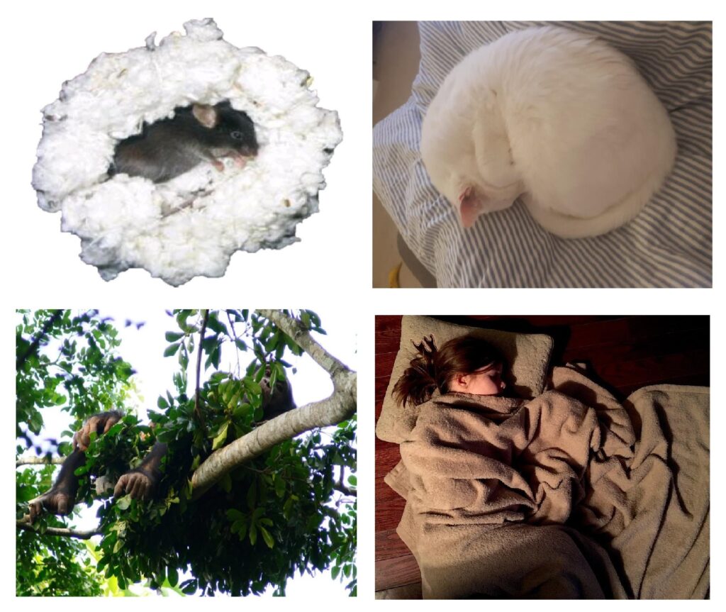 睡眠準備是一種體溫調節。恆溫動物的築巢行為隱含了夜間保護核心溫度的調節需求。為了適應全天溫度的波動，產生取暖、尋找避寒處、築巢、蜷縮和聚集等體溫調節行為睡眠準備是一種體溫調節行為。圖中顯示了四個物種的典型築巢行為。老鼠築巢、家貓捲曲、黑猩猩築巢和人類