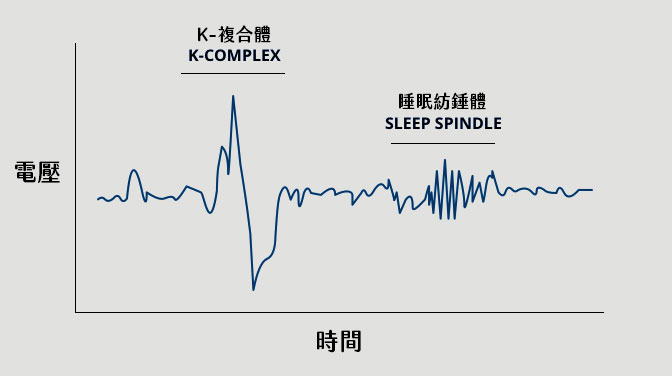 N2階段會出現的兩種腦波