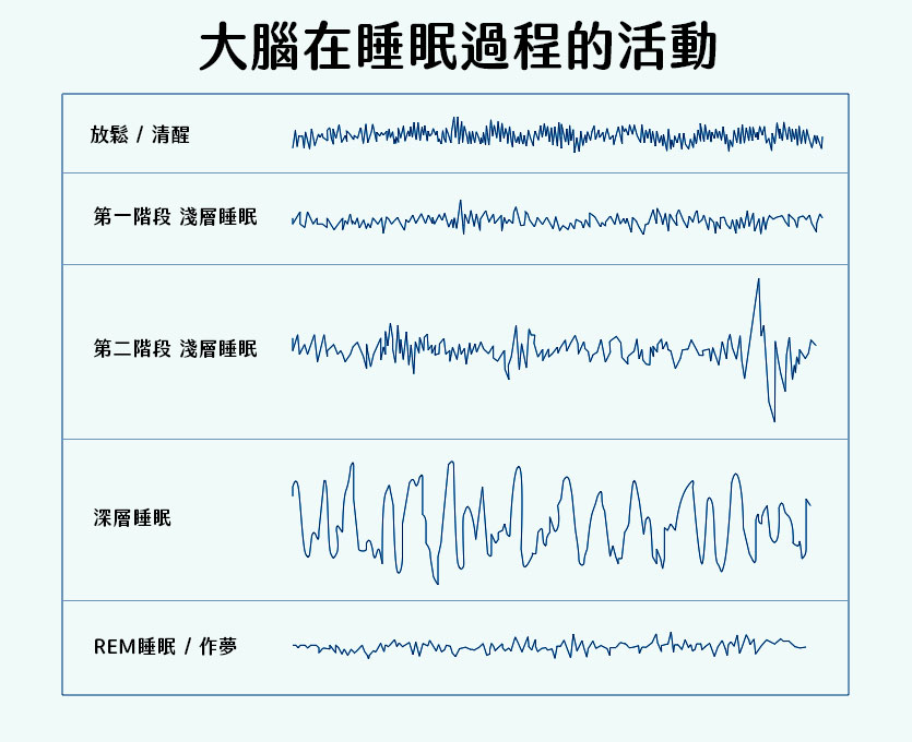 大腦在睡眠過程的腦波活動