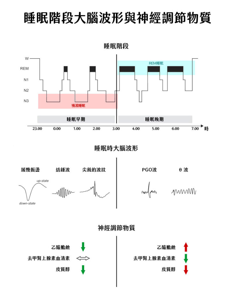 睡眠階段大腦波形與神經調節物質