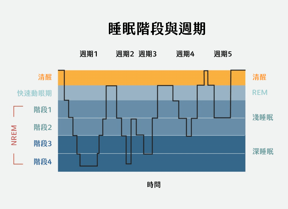 睡眠階段與週期。圖中顯示，上半夜快速動眼期較少，下半夜增加。深度睡眠則集中在上半夜。有些睡眠週期並不會有完整的睡眠階段，有時候會中斷睡眠，進而清醒。