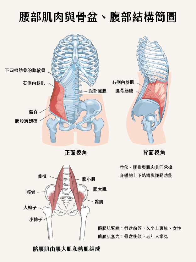 骨盆、腰椎與肌肉共同承擔身體的上下結構與運動功能。髂腰肌緊繃：骨盆前傾，久坐上班族、女性；髂腰肌無力：骨盆後傾，老年人常見